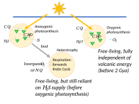 早期异养生物使用三羧酸循环呼吸；然后氧气光合作用使其完全独立于海底火山的能量。[253]