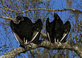 American black vultures.