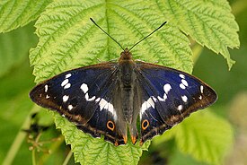 Переливница ивовая (Apatura iris). Самец