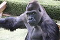 Likalé, mâle gorille des plaines