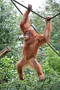 Orang-outan de Sumatra ou Pongo abelii