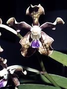 Vanda tessellata, one of the orchids found in Odisha[91]