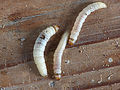 釣り餌としてブドウ虫の代わりに使われているメイガ科のコハチノスツヅリガ（Lesser Wax Moth）の幼虫ワックスワーム （Waxworm）