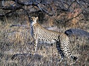 Sooth African cheetah