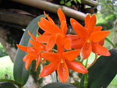 Guarianthe aurantiaca