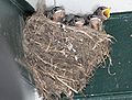 Постари пилиња во гнездо