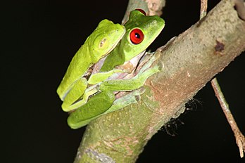 Frogs, Red-eyed tree ♂♀