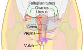 diagram of internal anatomy