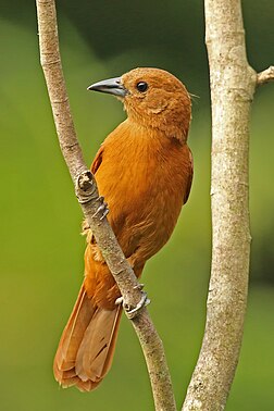 Fêmea de pipira-preta (Tachyphonus rufus) em Trindade. É uma ave passeriforme de tamanho médio. A ave adulta tem 18,5 cm de comprimento, uma cauda longa e um bico pontiagudo preto e forte. O macho adulto é preto brilhante, exceto por coberturas brancas na parte inferior das asas e uma pequena mancha branca na parte superior da asa. As fêmeas e os imaturos são totalmente ruivos na plumagem, um pouco mais claros na parte inferior. São encontrados desde o sul da Costa Rica até o norte da Argentina e nas ilhas de Trindade e Tobago. (definição 1 792 × 1 792)