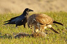 Buse variable en train de manger un cadavre de mammifère, tandis qu'un Grand Corbeau passe derrière elle