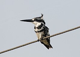 Bonte ijsvogel