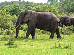 Elefánt a szavannákon - Mole Nemzeti Park