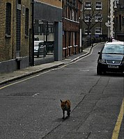 Raposa-vermelha urbana no centro de Londres