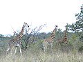 Giraffes in the Mwea National Reserve