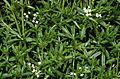 Galium elongatum