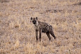 Masai Mara, Tanzania