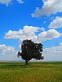 Tamarix în Ateybeh, Boushehr, Iran