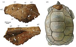 Aldabrachelys shell with bite marks