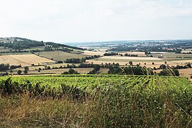 The Viserny vineyards