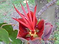 Open Chiranthodendron pentadactylon flower showing nectary and abundant nectar.