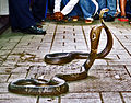 Monocled cobra