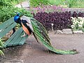 Pfau im Botanischen Garten