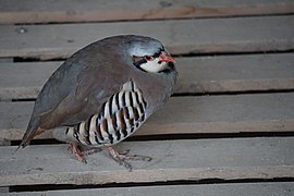 Potârniche (Perdix perdix)