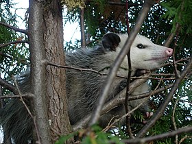 Didelphis virginiana