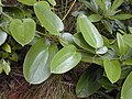 S. melastomifolia, called hoi kuahiwi on Hawaiʻi