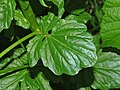 Lirasto-perasti listovi B. vulgaris