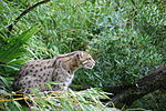 Zoo de Pessac, chat pêcheur