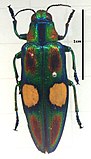 Златка Chrysochroa ocellata