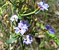 Dampiera stricta