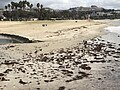 Various birds picking at seaweed at Doheny State Beach
