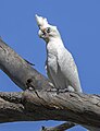 Little corella