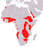 Aire de répartition du Chauve-souris de Sundevall