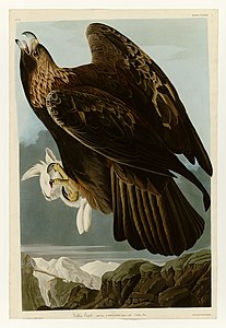 Kuva 181 kirjasta The Birds of America, maakotka 1833–34.