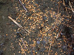 Unha reserva de caguñas de cereixas (Prunus avium) que foron comidas polo rato de campo.