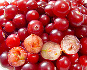 Cranberry (Kranbeere)
