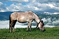 Гуцульський кінь гнідо-чалої масті
