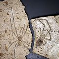 Fossil de Mongolarachne jurassica, aranha dau Jurassic.