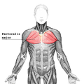 Pectoralul mare evidențiat pe trunchi - vedere frontală