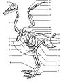 Paukščio skeletas. 7 - kelio sanarys