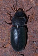 Tenebroides laticollis.