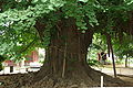 Vieux ginkgo du temple de Chiba, Japon