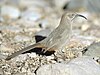 A medium-sized grey bird with a long down-curved bill and a long tail standing on stony ground