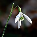 Snowdrop, by André Karwath