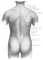 التشريح السطحي للجزء الخلفي من الجسم.