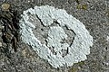 Lecanora dispersa, a lobate lichen