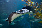 En spjutrocka i Melbourne Aquarium.